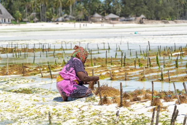 Zanzibar Tanzania November 2019 Women Harvest Seaweed Soap Cosmetics Medicin — Stock Photo, Image