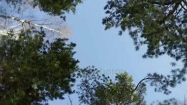 Çam üst kısımları arasında mavi gökyüzü