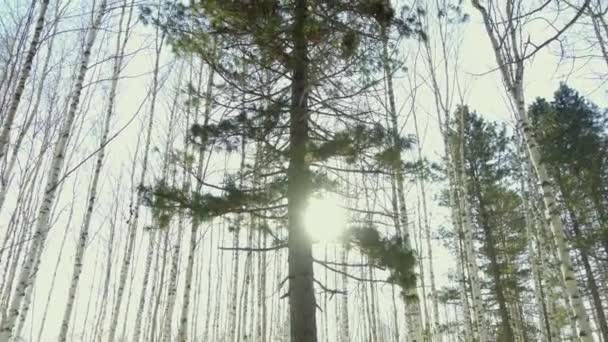 Słońce zagląda się zza drzewa iglaste — Wideo stockowe