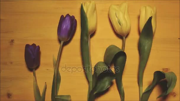 Stop motion tulipas em uma animação de fundo amarelo — Vídeo de Stock