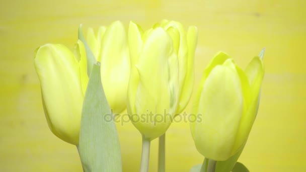 Strauß von fünf gelben Tulpen — Stockvideo