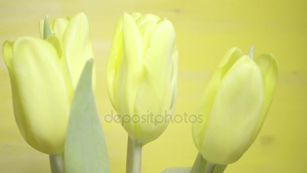 Fünf gelbe Tulpen in einem Strauß auf gelbem Hintergrund — Stockvideo