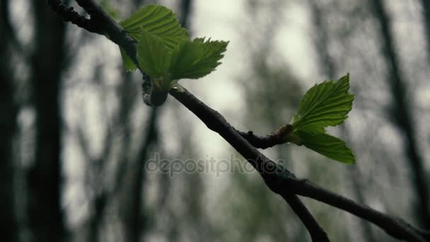 Ветвь березы с молодыми листьями. Медленное движение — стоковое видео