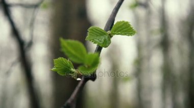 Yavaş mo Birch yağmur damlaları ile bırakır.