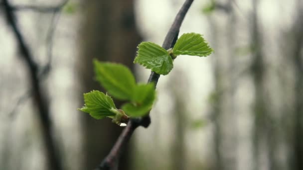 비 드랍 스와 느린 모 자작나무 잎 — 비디오