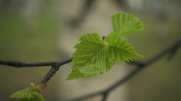 En cámara lenta. La rama mojada del abedul con las hojas — Vídeos de Stock