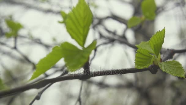 자작나무는 바람에 가지가 흔들리고 있습니다. 슬로우 모션 — 비디오