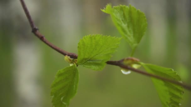 Dünner Zweig einer Birke mit Regentropfen. Zeitlupe — Stockvideo