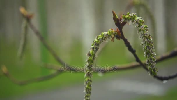 La inflorescencia del álamo después de la lluvia sobre la rama. Lento mo — Vídeos de Stock