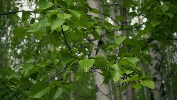 De jeunes branches de bouleau dans le vent. Mouvement lent .