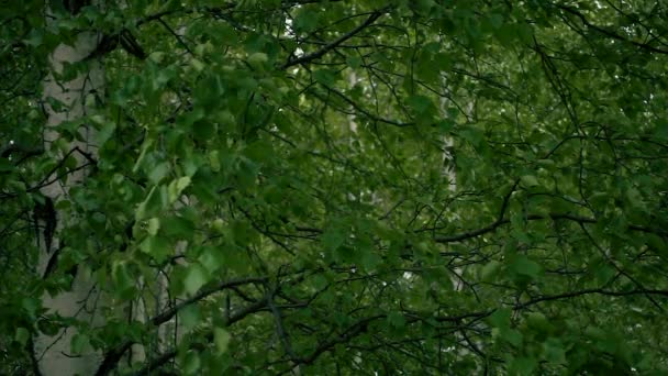 Березові гілки з молодим листям. Повільний mo — стокове відео