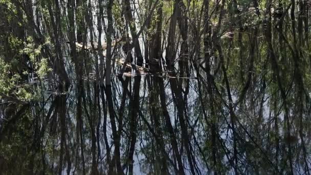 Elárasztott fák és a saját tükörképét a vízben — Stock videók