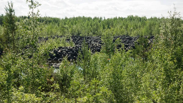 Used tires in the forest Stock Photo