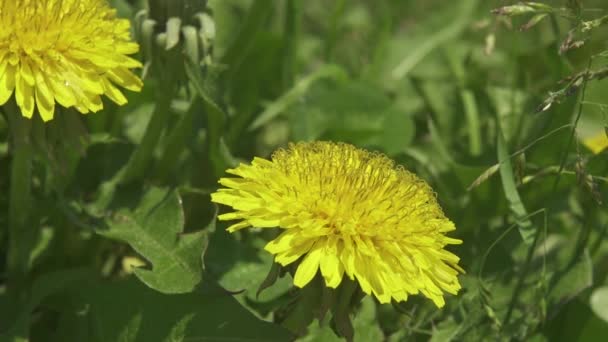 Fiore di Tussilago farfara in primavera in erba verde — Video Stock