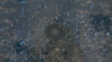 Orada kabukları ile deniz dibinin yavaş dalış