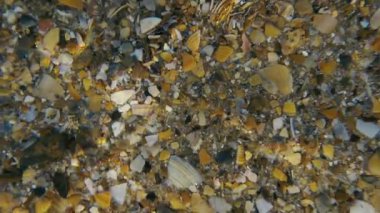 Sandy alt küçük ve kırık kabukları ile yavaş mo