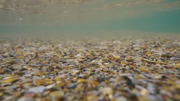 Movimiento en cámara lenta de pequeñas conchas bajo el agua — Vídeo de stock