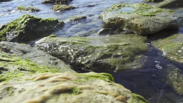Large stones on the shore in seaweed slow motion — Stock Video