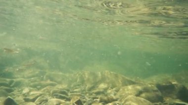 Çamurlu su kayalık alt yavaş mo küçük balık