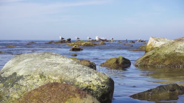 Grandes pierres au ralenti en eau calme à l'horizon goélands et navires — Video