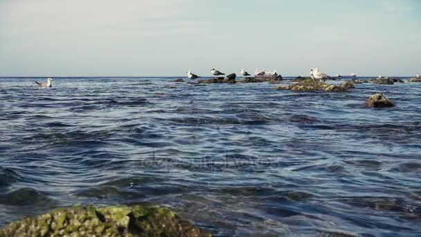 Gaviotas de cámara lenta en el agua y en las rocas en el mar — Vídeo de stock