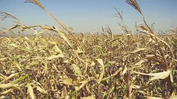 Campo de milho com milho maduro slow mo — Vídeo de Stock