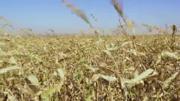 Os caules de milho maduro oscilam ao vento — Vídeo de Stock