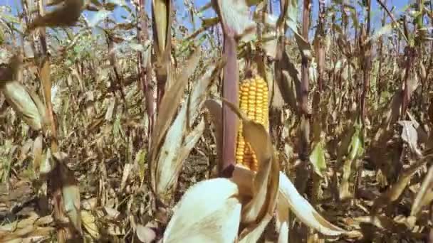 Коб зрілої кукурудзи на стеблі — стокове відео