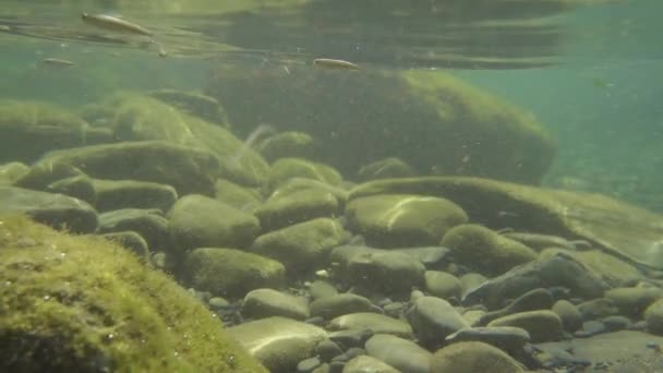 Pesce al rallentatore in acqua su un fondo roccioso — Video Stock
