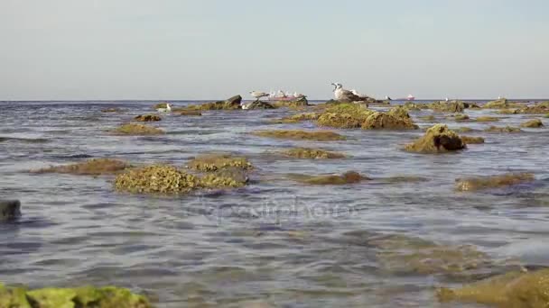 水中的海鸥和海里的石头 — 图库视频影像