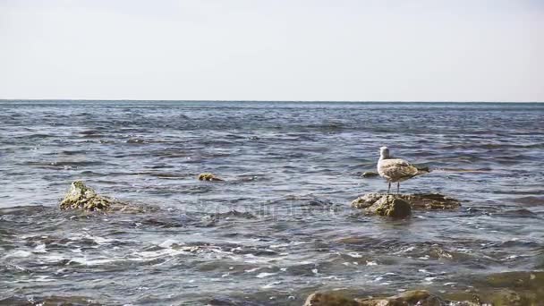 Чайка стоит на скале в волнах воды медленный мо — стоковое видео