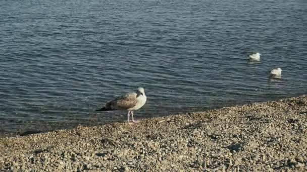 Uma gaivota adulta fica em uma praia de seixos e gaivotas jovens na água — Vídeo de Stock
