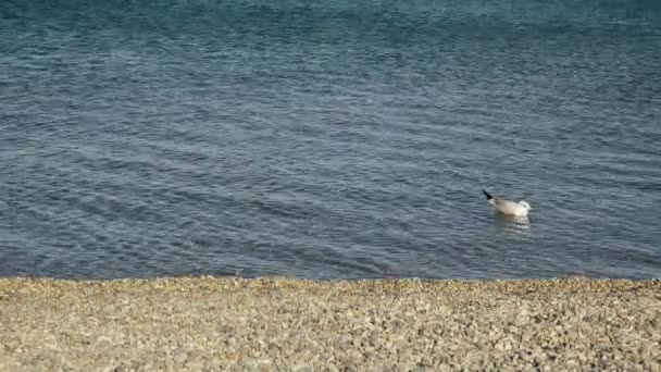 Jeune mouette en eau claire sur le rivage — Video