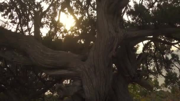 Большое старое дерево на заходящем солнце — стоковое видео