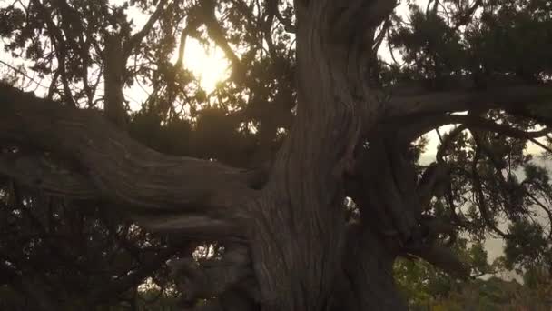 Den stora gamla trädgren i den nedgående solen — Stockvideo