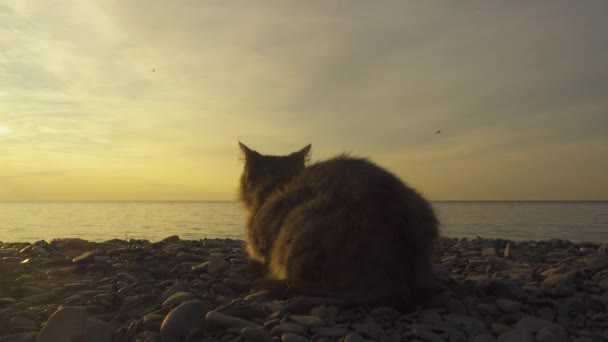 Chat assis au bord de la mer — Video