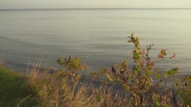 Shore kurutulmuş ot ve deniz arka plan üzerinde dübelli