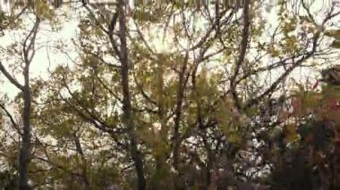 Bir ağaç dalları sayesinde parlak güneş