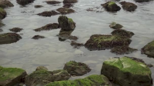 Stenarna täckt med alger på stranden — Stockvideo