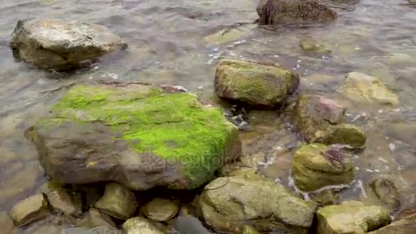 Κλαδί δέντρου στο νερό από το κύμα της θάλασσας — Αρχείο Βίντεο