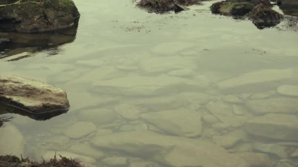 Steine in den Algen auf den Felsen — Stockvideo