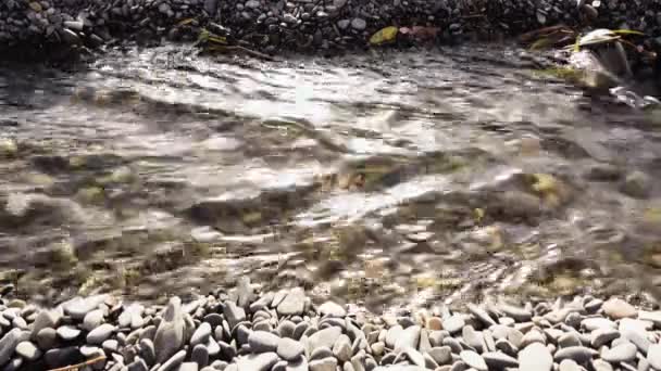 Ren mountain creek löper längs — Stockvideo