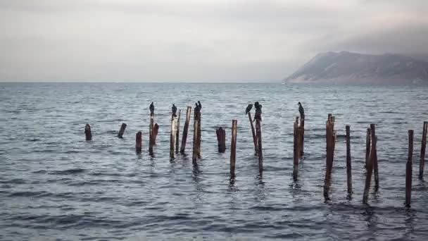 Kormorane sitzen auf den Rohren im Hintergrund des Meeres — Stockvideo