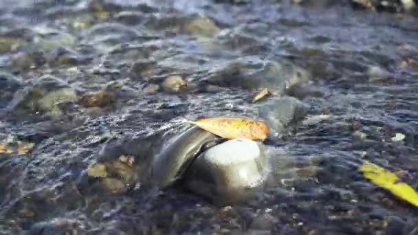 Beautiful transparent creek stream in autumn slow mo — Stock Video