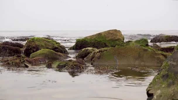 Берег моря с камнями и мхом — стоковое видео