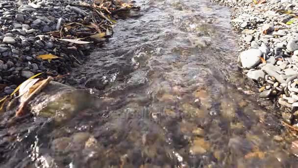 Corriente mo lento fluye a lo largo de la cama de guijarros — Vídeos de Stock