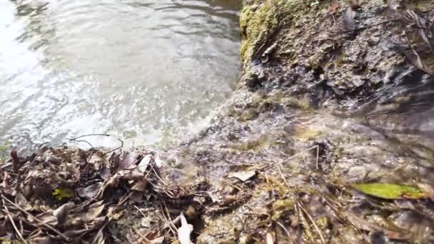 Creek na floresta de outono, deixa seco lento mo — Vídeo de Stock