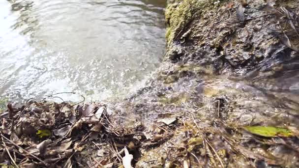 Ruisseau en forêt d'automne, feuilles sèches lent mo 