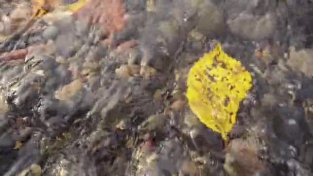 Slow Mo na potoku pływa żółty liść — Wideo stockowe