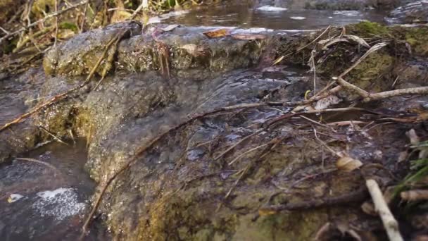 Slow Mo stream trapsgewijs stroomt in het bos — Stockvideo